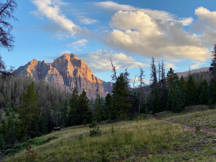 A picture of a moose walking through a mountain meadow with red castle in the background.